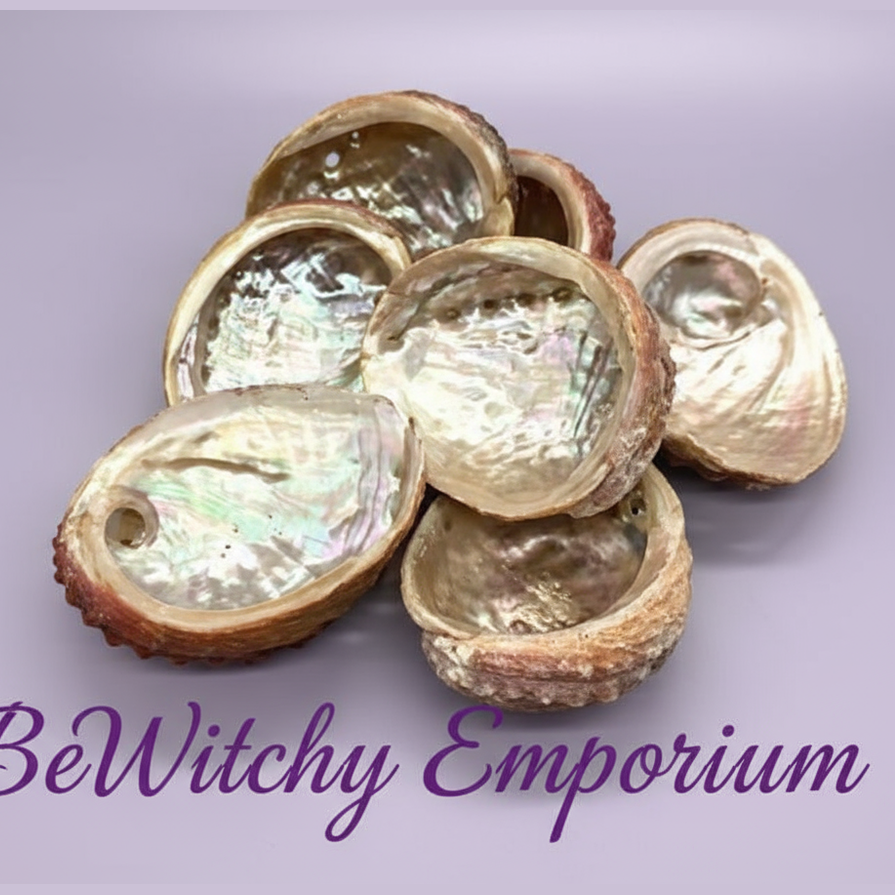 Abalone Shells - Clean Professional