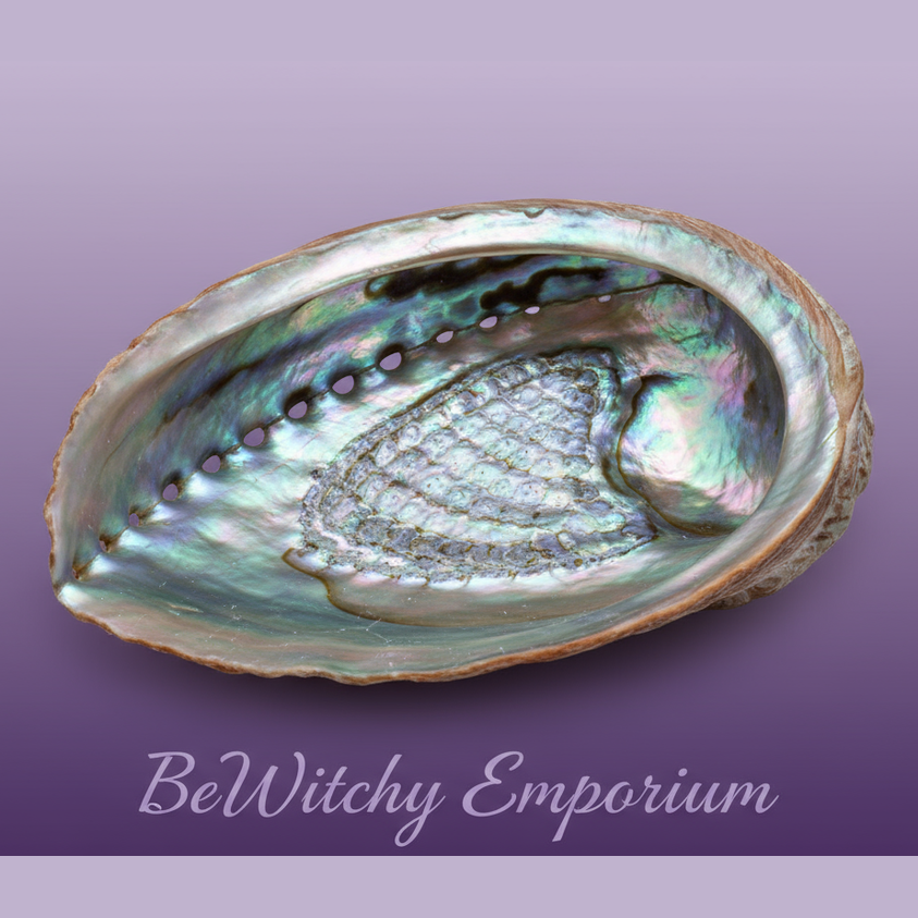 Large Abalone Shell - Clean Professional