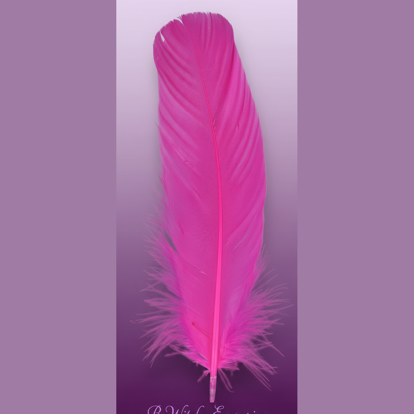 Pink Feather - Professional
