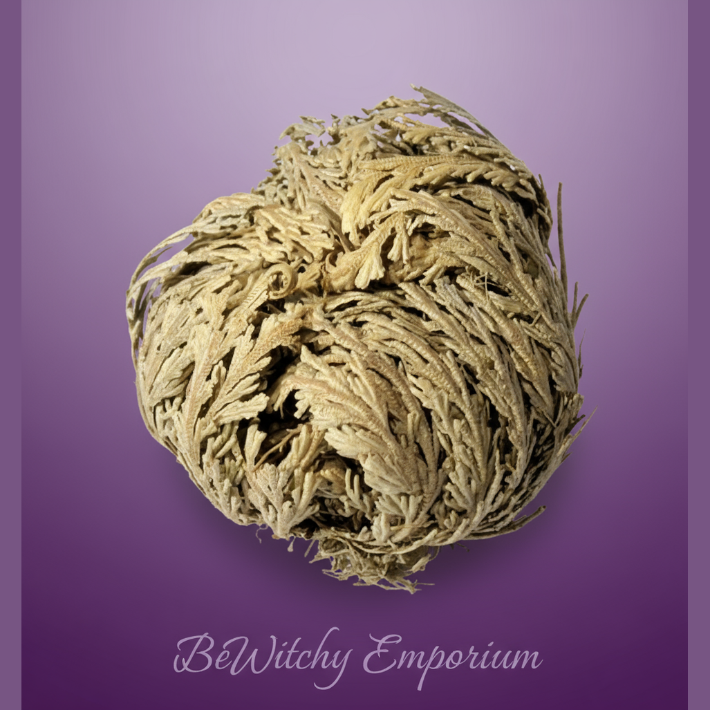 Rose of Jericho - Clean Professional