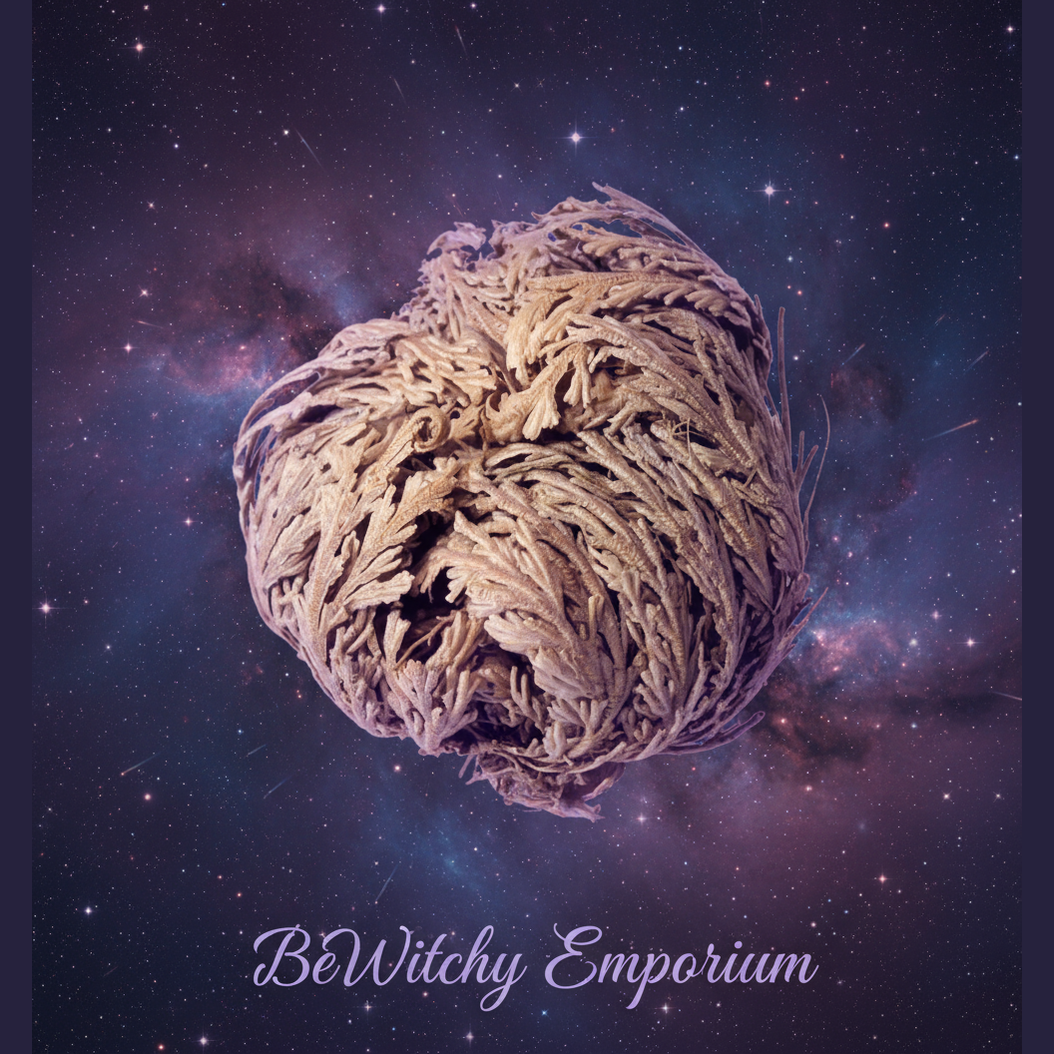 Rose of Jericho - Mystical Starry Night