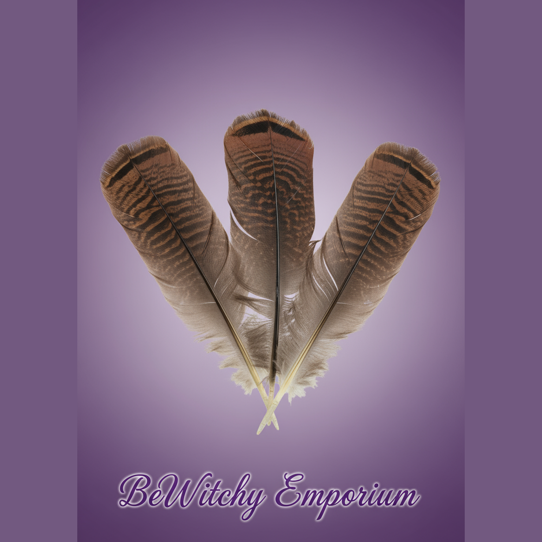 Turkey Feathers - Clean Professional