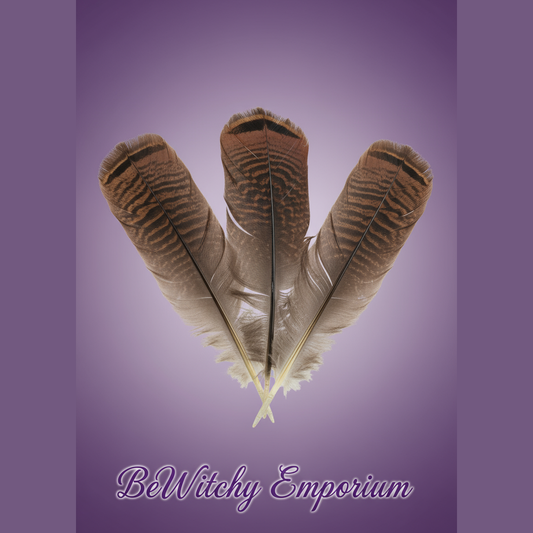Turkey Feathers - Clean Professional